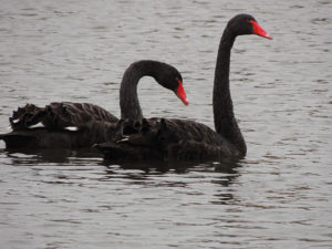black-swans1