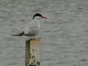common-tern-11-6