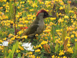 green-woodpecker-11-6