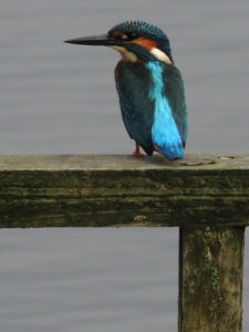 kingfisher-l