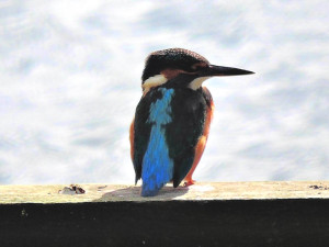 kingfisher-lfgp