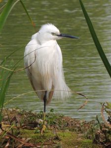 l-egret-lavells