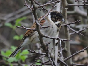 reed-bunting-1-2-16