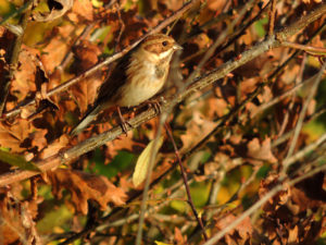 reed-bunting2