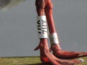 ringed gull legs