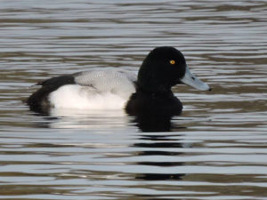 scaup-gse