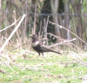 Ring Ouzel g 13th Jan Lavell's